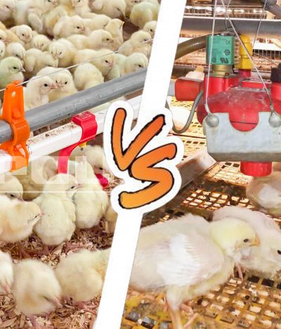 Floor Rearing vs. Cage Rearing for Broilers