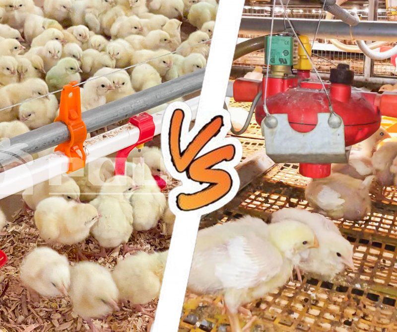 Broiler rearing equipment