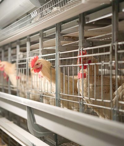 Hidden Problems Most Easily Overlooked in Egg-Laying Hen Farming