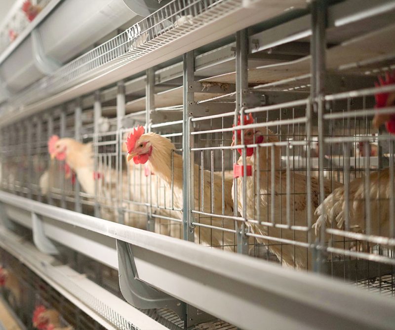 LAYER HEN CAGE