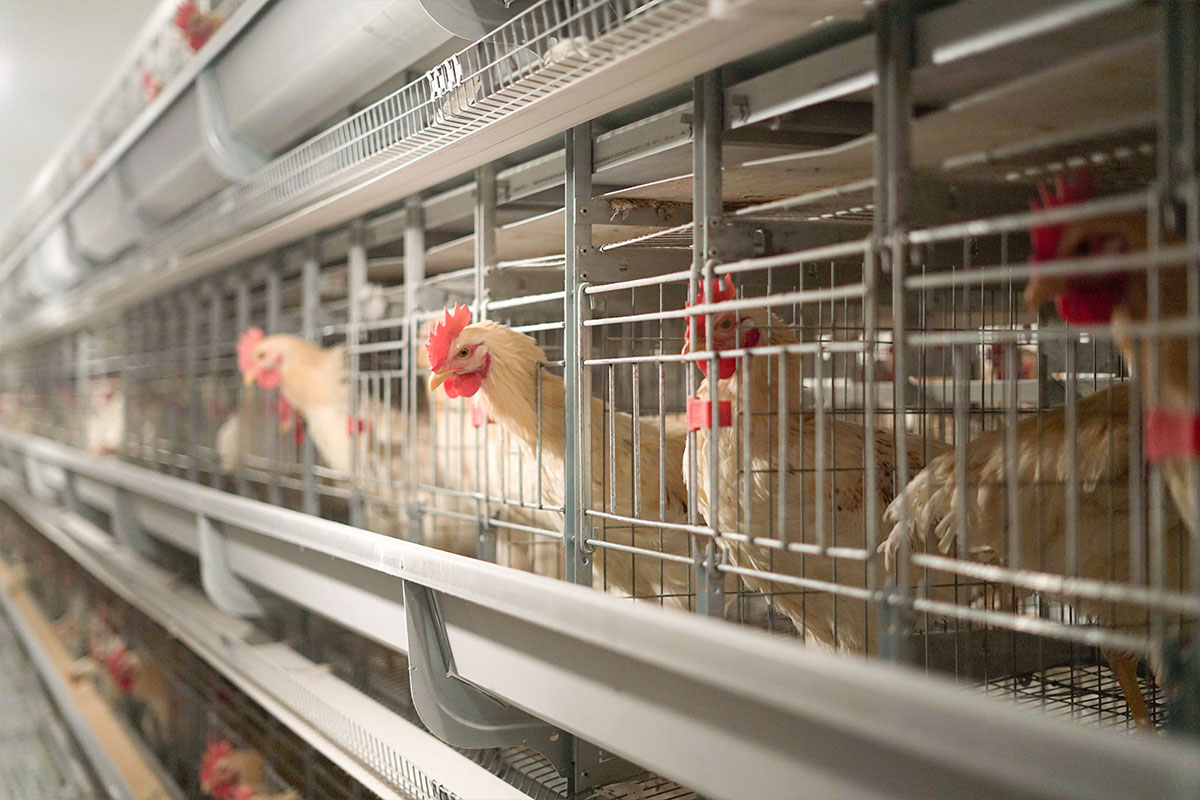 LAYER HEN CAGE