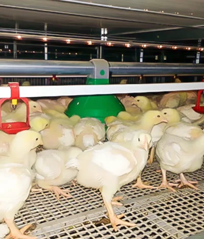 Advantages of Vertical Cage Rearing Technology for Broilers