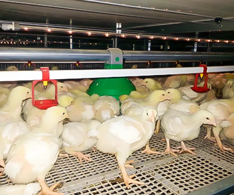 Multi-tier broiler cage equipment