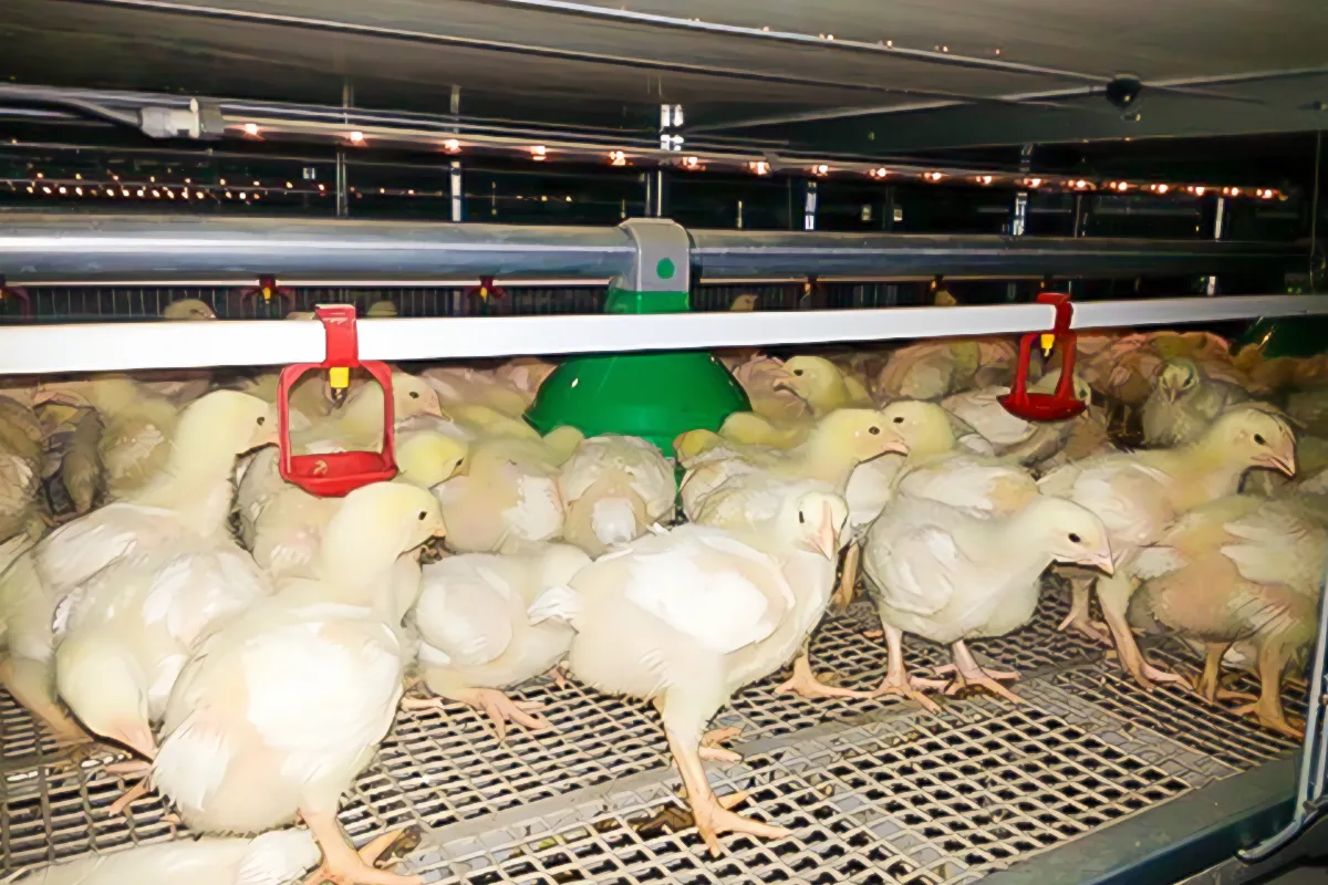 Multi-tier broiler cage equipment