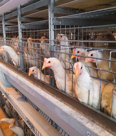 What Situations Cause Stress in Laying Hen Farming?