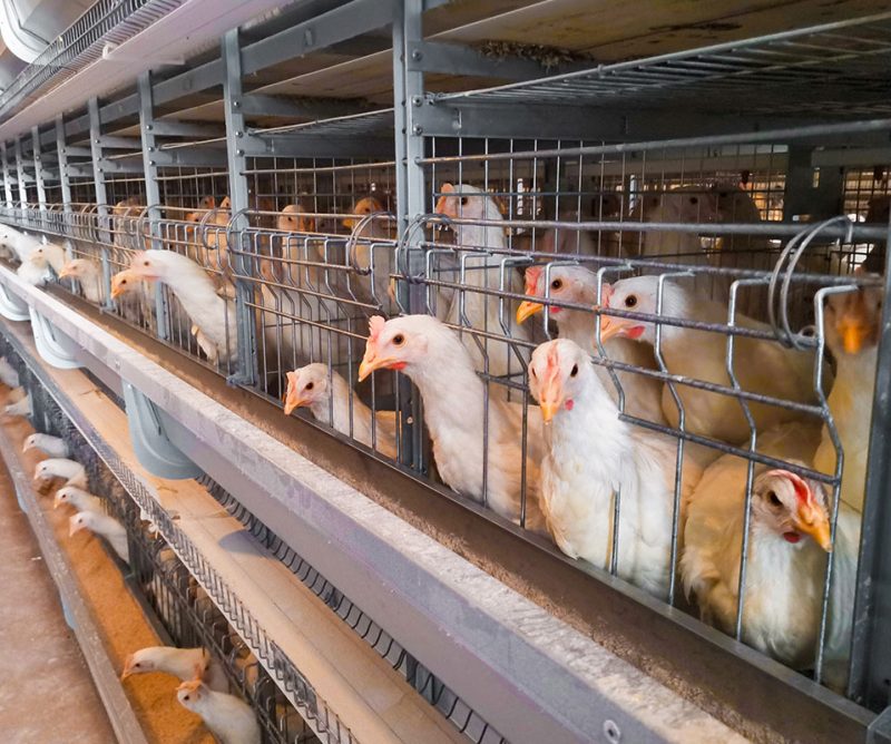 Cage-reared laying hens
