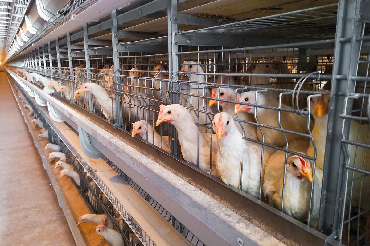 Cage-reared laying hens